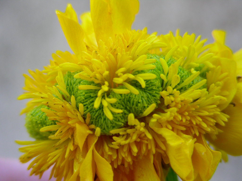 Fasciazione su Ranunculus sp.